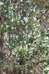 Buckwheat tree <BR>Black titi